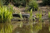 Il avait crié "Fuck You, Alligators" avant de sauter dans l'eau d'un bayou : un baigneur texan a été tué par un alligator de 3 mètres 14159210