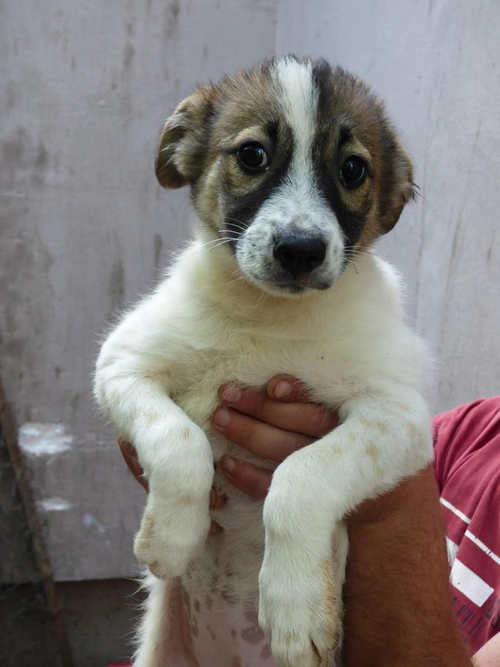 ZOYA (ex CANDY), jeune femelle , née environ Janvier 2015 (Pascani) - REMEMBER ME LAND - adoptée Barbara et Arthur (dpt15) 10492310