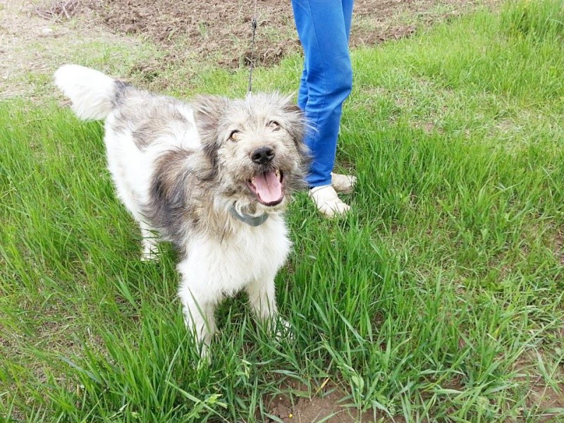 KIMY (ex-MIMI)- femelle, croisée, 1 an, taille moyenne à grande taille - EN REFUGE (ALINA Iasi) - adoptée par Nathalie et Pascale (dpt80) - Décédée 11209710