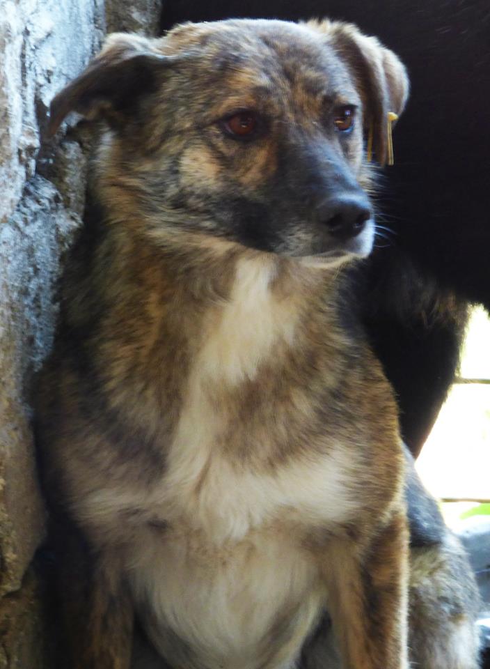 COCONUT - femelle croisée de taille moyenne - adoptée par Régine (Belgique) 11407012