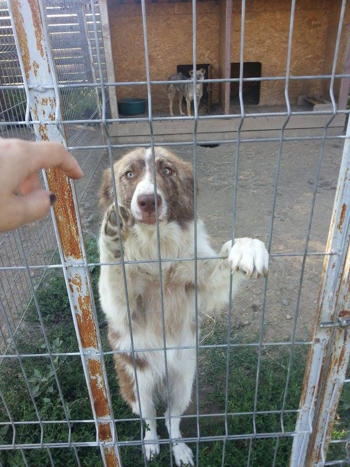 SARA - Août 2014, femelle croisée, taille moyenne - EN REFUGE (ALINA Iasi) - adoptée par Corinne (dpt57) 11418310