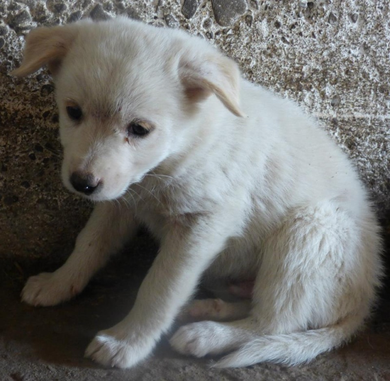 MILK, chiot mâle, né en mai 2015 (Pascani) - adopté par Muriel (83) 11825911