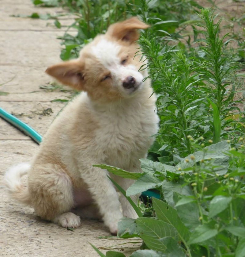 Jewel - SHELBY ( ex JEWEL) : chiot femelle née en avril 2015 taille moyenne, croisée -adoptée par Val54 (dpt 54) 20109_10