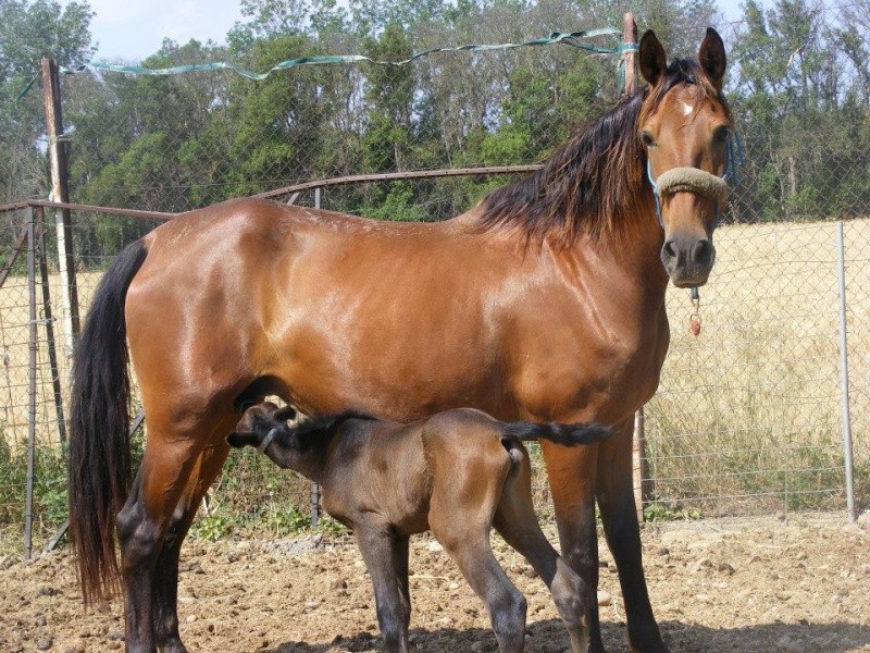 Merveillous, le cheval de mes rêves ....  - Page 4 11401110