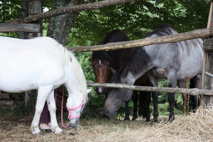 APACHE - ONC poney typé Shetland né en 1997- adopté en juillet 2015 par Claire Apache17