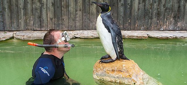 Il pinguino che prende lezioni di nuoto 640x2910
