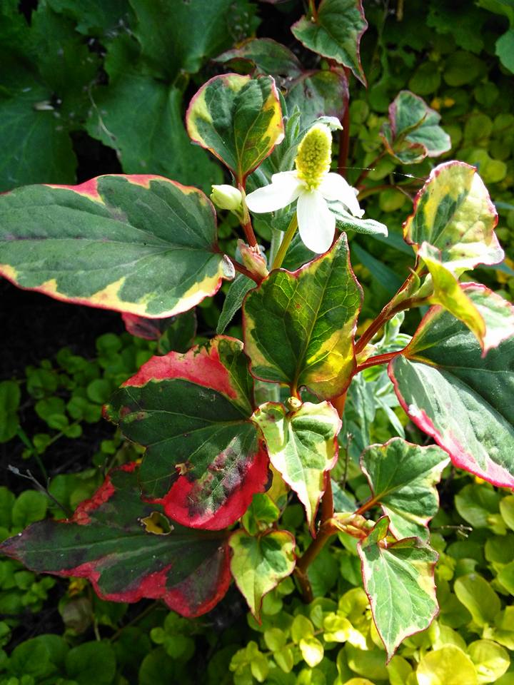 un plant que je vais avoir 10897011