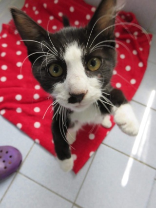 2 Chatons Male Et Femelle 3 Mois 1 Chaton Femelle 6 Mois Var