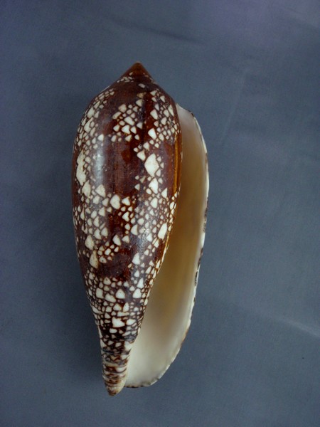 Conus (Darioconus) aulicus Linnaeus, 1758 - Page 3 Aulicu11
