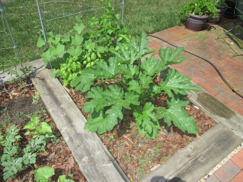 squash vine borer - Squash vine Borers!! 2015-012