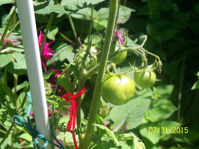 New England, August 2015 07-31-10