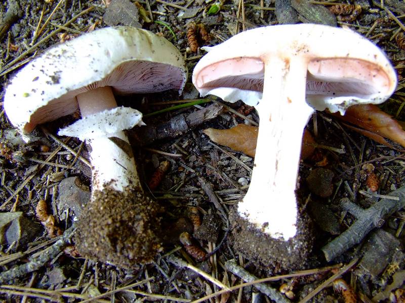 Les champignons comestibles pour débutants au fil des saisons (Belgique) - Page 3 Agaric10