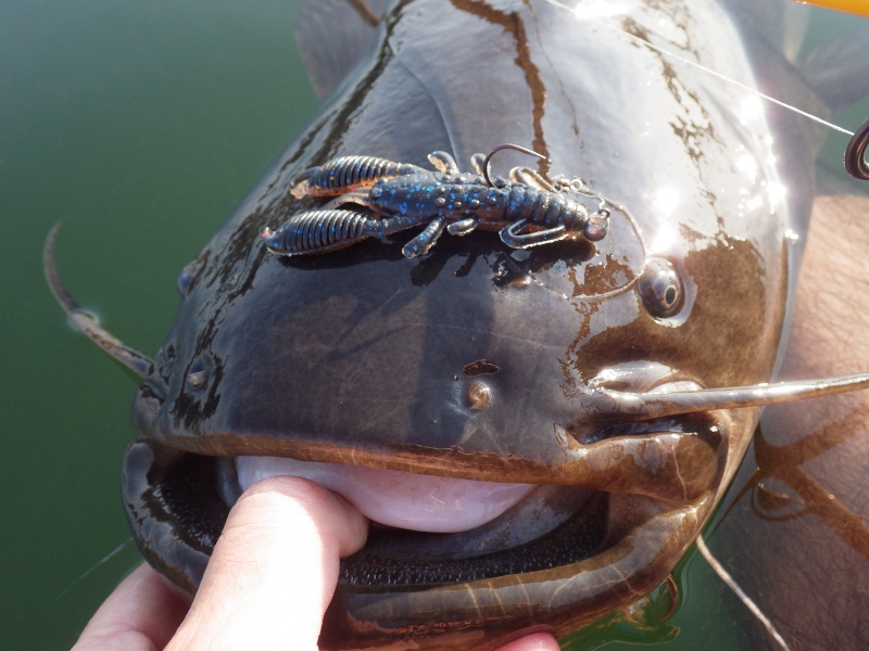 Qui veut pêcher demain samedi à Miribel? Rimg2712