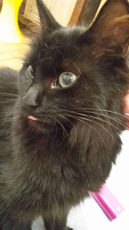 Asgard ( Salem ), beau chaton noir, né en mars 2015 11911710