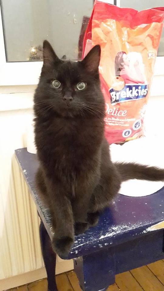Asgard ( Salem ), beau chaton noir, né en mars 2015 11914910