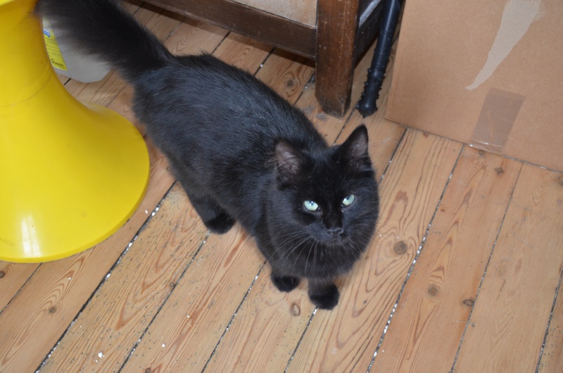 Asgard ( Salem ), beau chaton noir, né en mars 2015 Dsc_6412