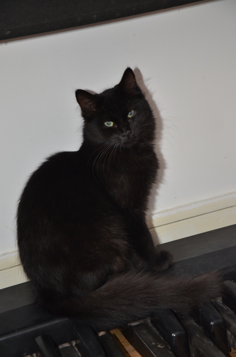 Asgard ( Salem ), beau chaton noir, né en mars 2015 Dsc_6413