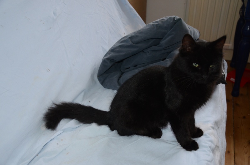 Asgard ( Salem ), beau chaton noir, né en mars 2015 Dsc_6510