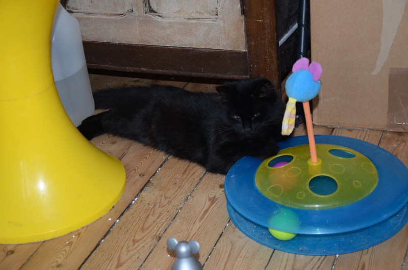 Asgard ( Salem ), beau chaton noir, né en mars 2015 Dsc_6513