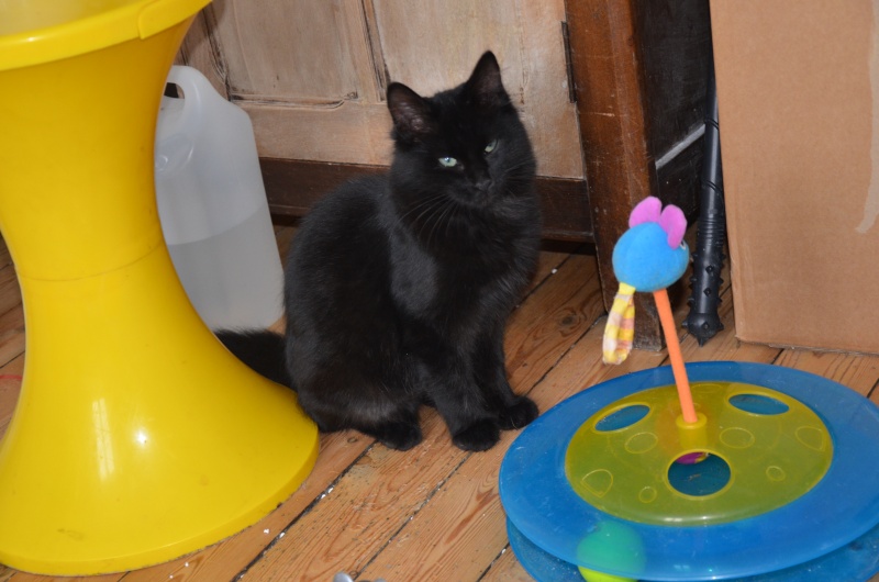 Asgard ( Salem ), beau chaton noir, né en mars 2015 Dsc_6514