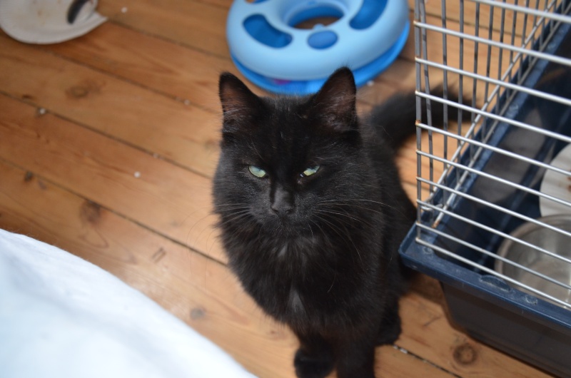 Asgard ( Salem ), beau chaton noir, né en mars 2015 Dsc_6515