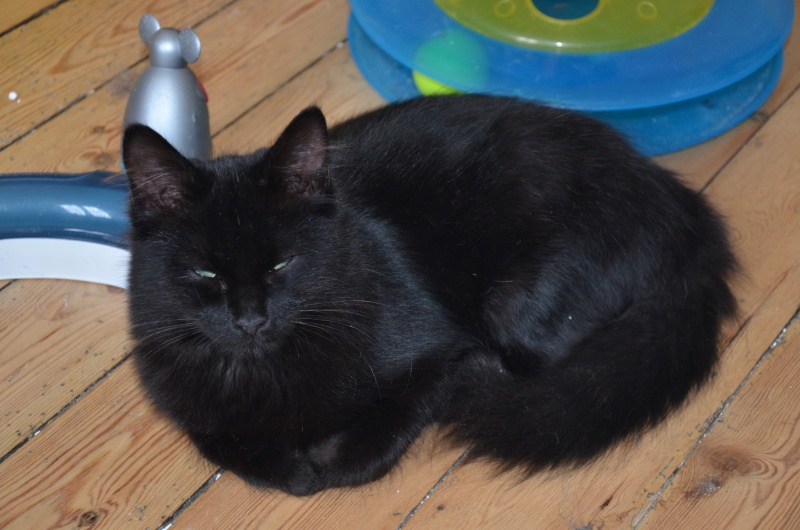 Asgard ( Salem ), beau chaton noir, né en mars 2015 Dsc_6516