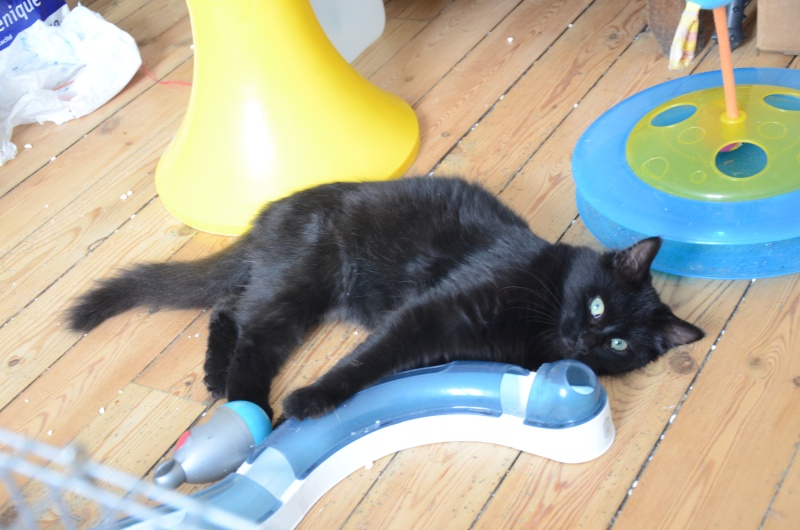 Asgard ( Salem ), beau chaton noir, né en mars 2015 Dsc_6517