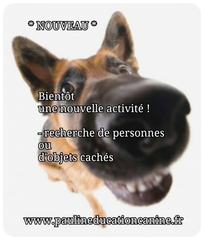 PaulinEducation Canine / Garde à domicile, (Rennes/Ille et vilaine et alentours) - Page 2 11011910