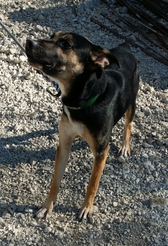 VICTHOR, petit Berger croisé, 3 ans  Victor10