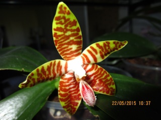 Phalaenopsis Tetrasambo (tetraspis x amboinensis) Img_3910