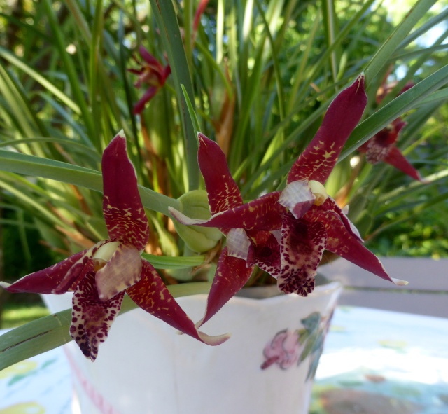 Maxillariella (Maxillaria) tenuifolia 08-06-15