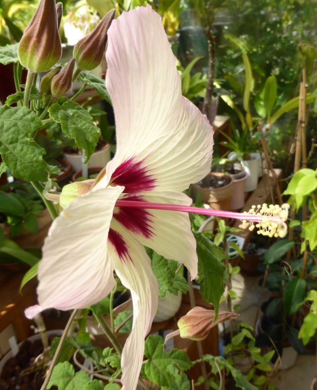 Hibiscus cameronii - hibiscus de Cameron 10-09-11