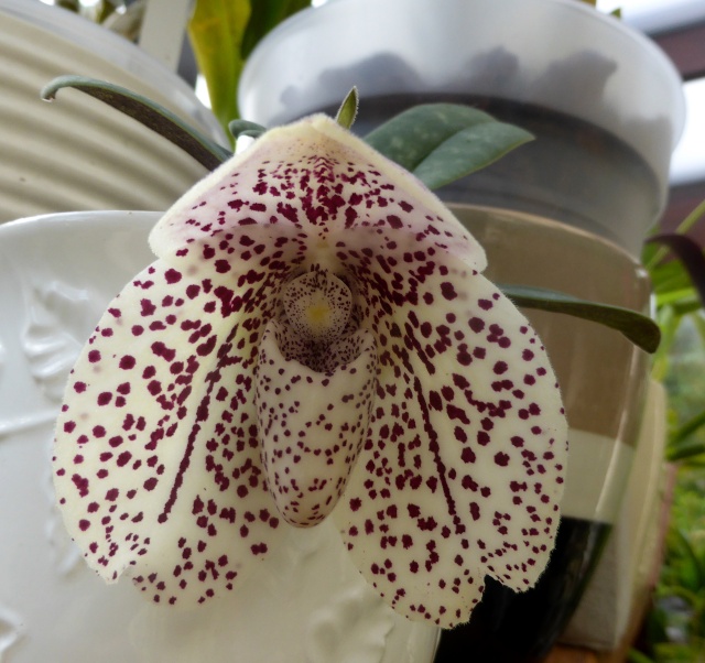 orchidées - floraisons du moment 2015 - Page 6 12-06-11
