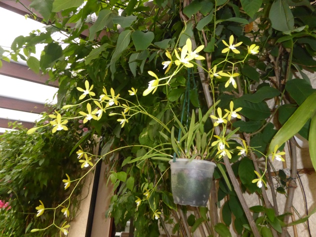 Encyclia tampensis f. alba 14-07-10