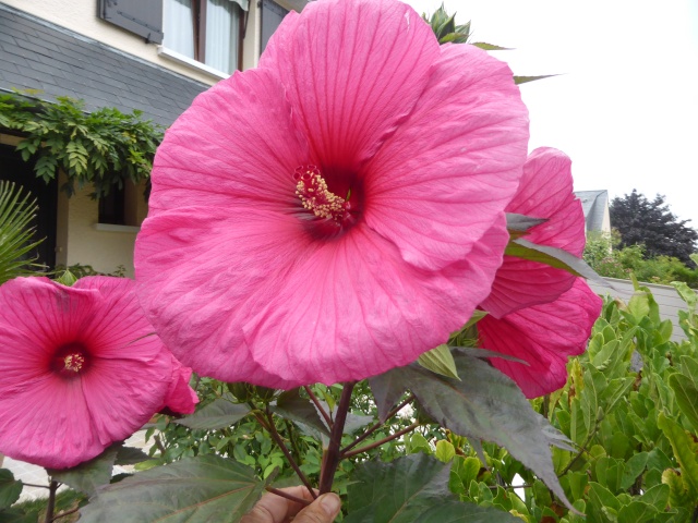 Hibiscus des marais rustiques - sujet général - Page 5 18-08-10