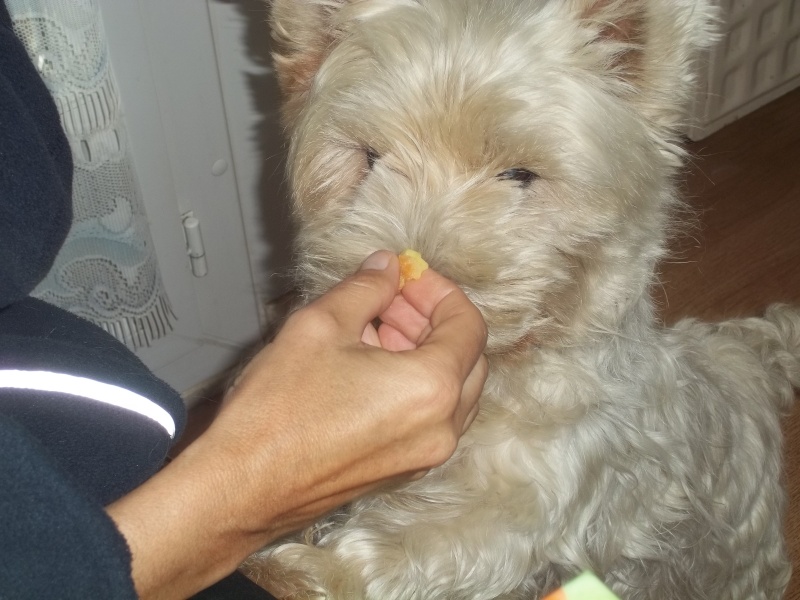 UNGARO westie mâle de 8 ans - Page 12 100_3510