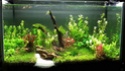 [Cherche] Plantes d'aquarium secteur Clermont Ferrand [63] Aqua-110