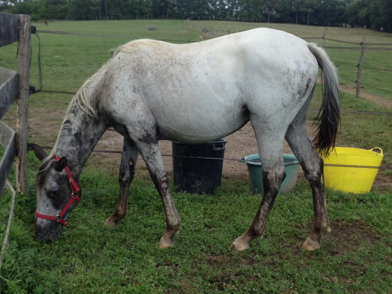 Etxola, pouliche 2 ans et demi, à adopter ! Image113