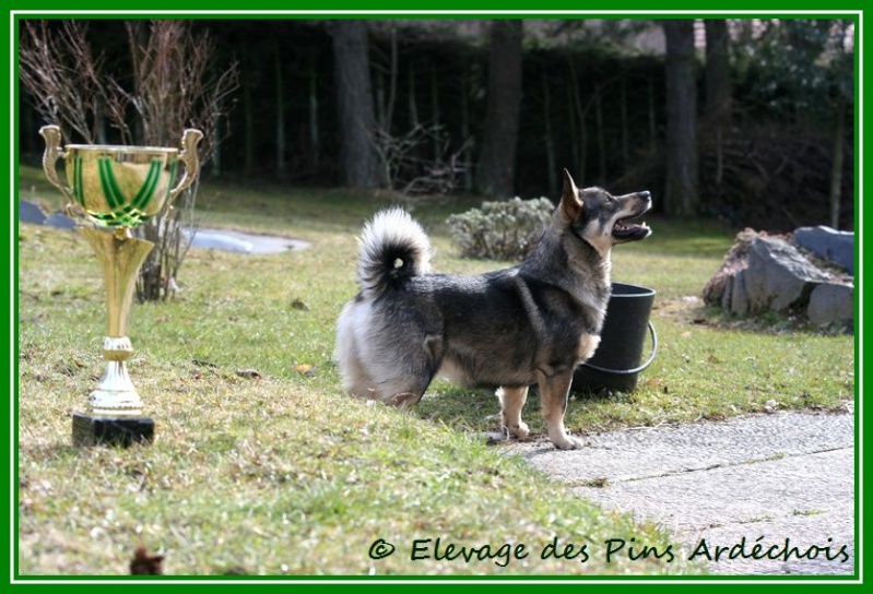 Races de cheins trop de  choix ! 12511