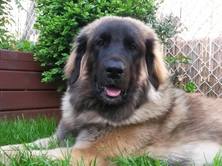 Jigel-Kaiser, ma belle Leonberg - Page 25 20150613