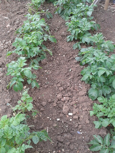 Slug resistant potatoes ? 20150510