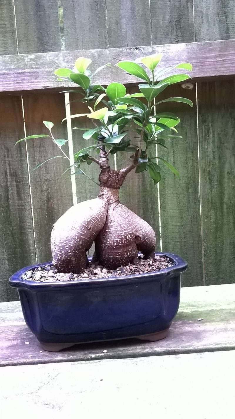 Ginseng Ficus- comments welcome (click image to get full look) Bonsai13