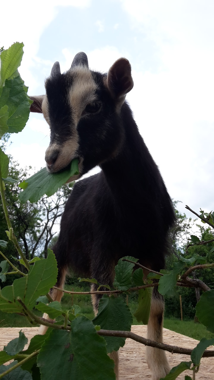 Marie lou, Gaston et Zoé 20150612