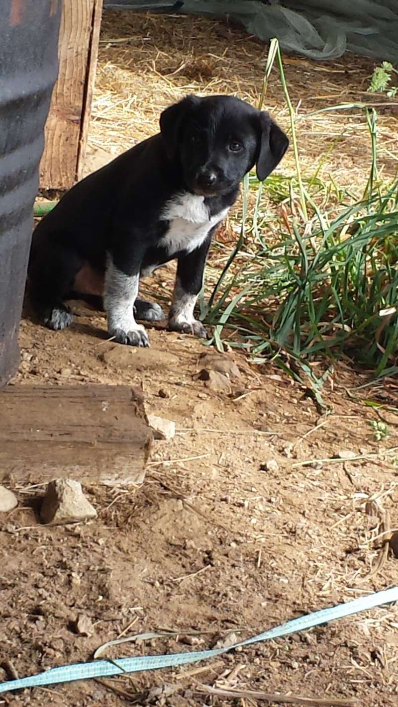 Futur membre de la famille Loustik croiser Border Collie 20150612