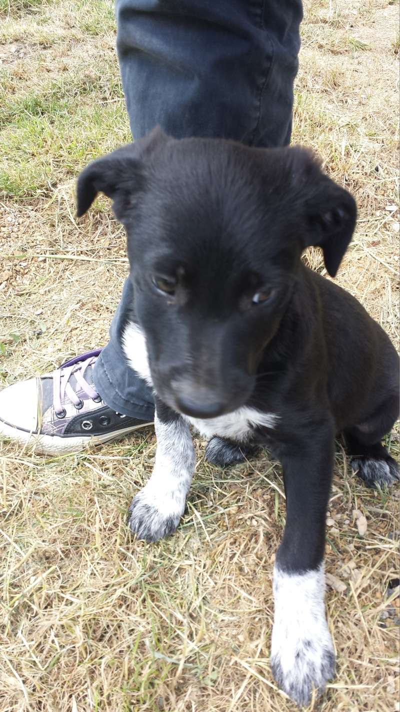 Futur membre de la famille Loustik croiser Border Collie 20150617