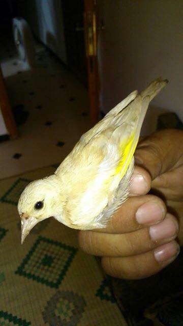 apparution de nouvelle mutation carduelis carduelis balcanic 11880310