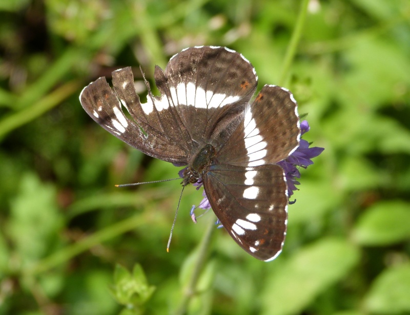 [Limenitis reducta] un elfe ? P1100611