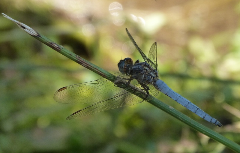 [Orthetrum coerulescens] bleuissant P1290811