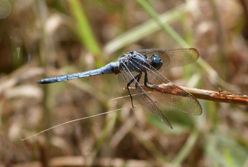 [Orthetrum coerulescens] bleuissant P1290813