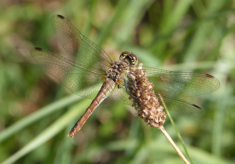 [Sympetrum sanguineum] Encore un Sympetrum P1310010